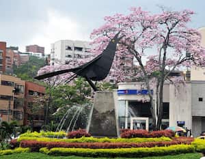 Glorieta María Mulata. Si las épocas de lluvia se retrasan, los guayacanes pueden florecer en dos épocas del año.