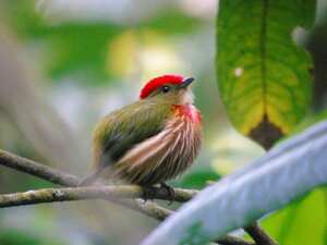 Saltarín rayado (Striolated Manakin) es una de las especies que se pueden avistar en Pance