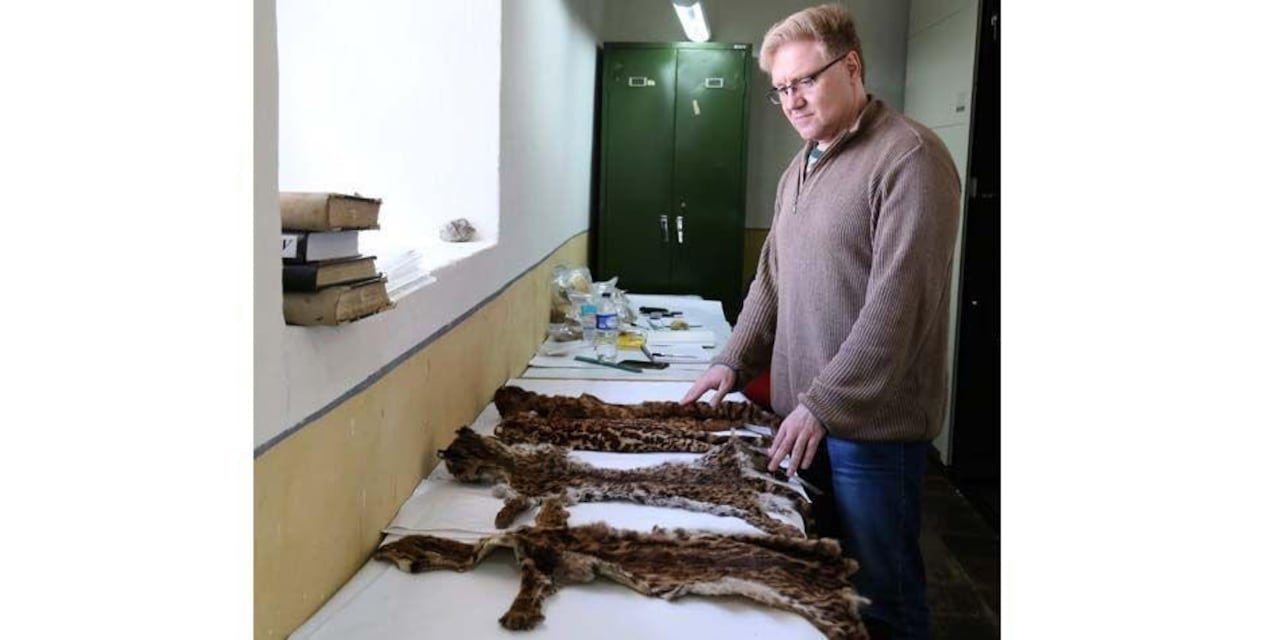 El Gato de Nariño fue encontrado por el especialista en genética y evolución Manuel Ruíz-García.