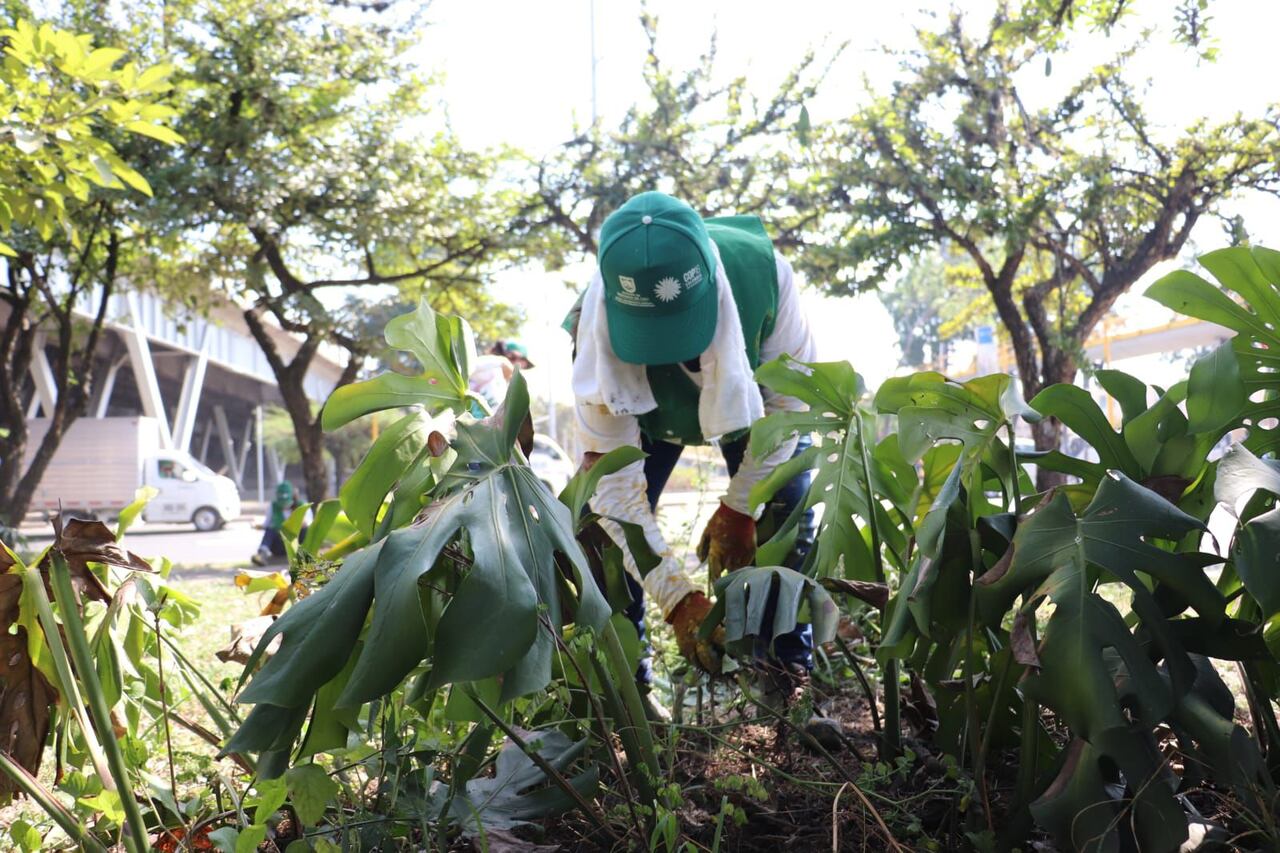 Programa 'Mi Cali bella'