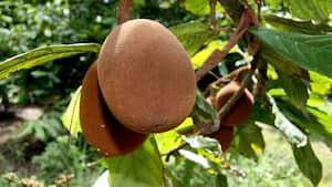 El copoazú, la fruta tropical conocida como el cacao blanco amazónico, cada vez es más reconocido en el mercado debido a su alto contenido de fósforo, pectina y vitamina C.