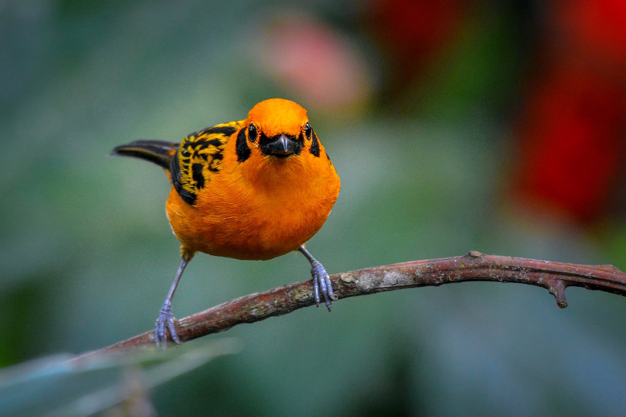 Cali vive la semana de las aves con el Birdfair Colombia Birdfair 2025.