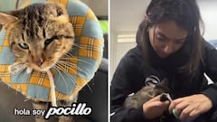 Un gato herido encontró a una veterinaria durante las elecciones y hoy tiene un nuevo hogar.