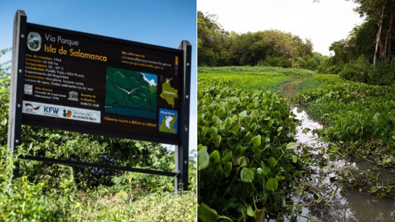 Seis bosques que debería visitar en Colombia para descubrir la inmensa riqueza natural del país