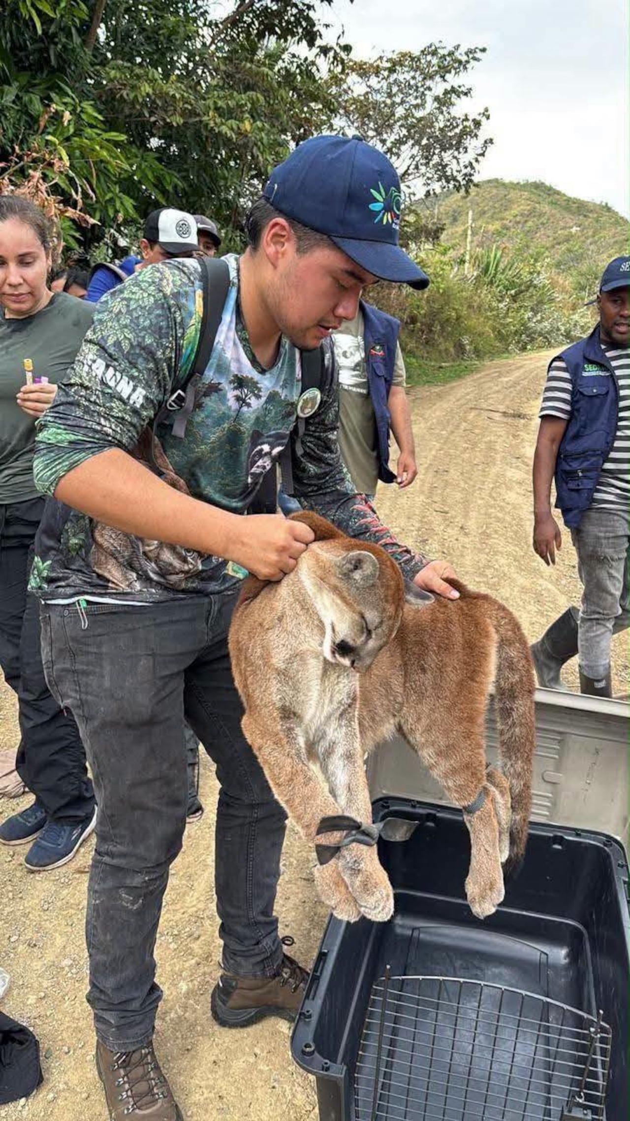 La comunidad de la vereda Caña Arriba alertó sobre la presencia de los pumas y permitió activar el protocolo de atención con las autoridades ambientales.