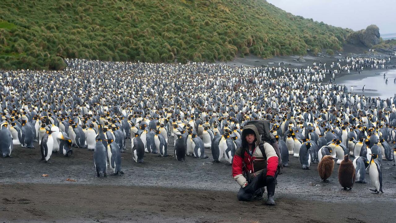 Foto tomada en la isla subantártica de Macquarie (con pingüinos rey).