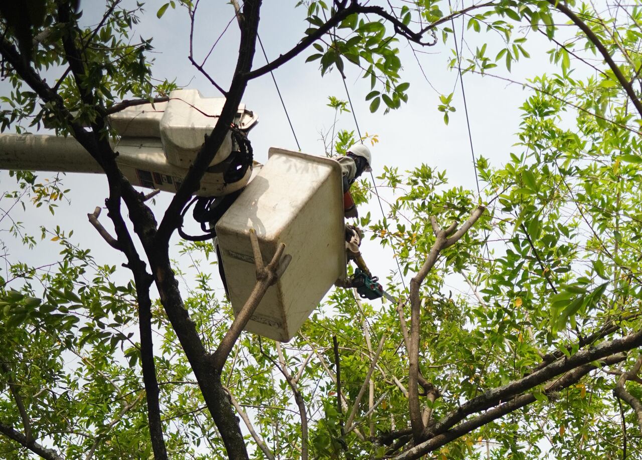 Se están cortando las ramas que se entrelazan con las redes de energía y afectan el servicio en la ciudad.