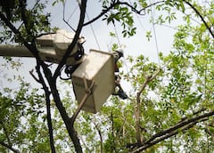 Se están cortando las ramas que se entrelazan con las redes de energía y afectan el servicio en la ciudad.