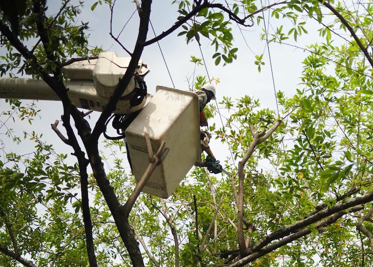 Se están cortando las ramas que se entrelazan con las redes de energía y afectan el servicio en la ciudad.
