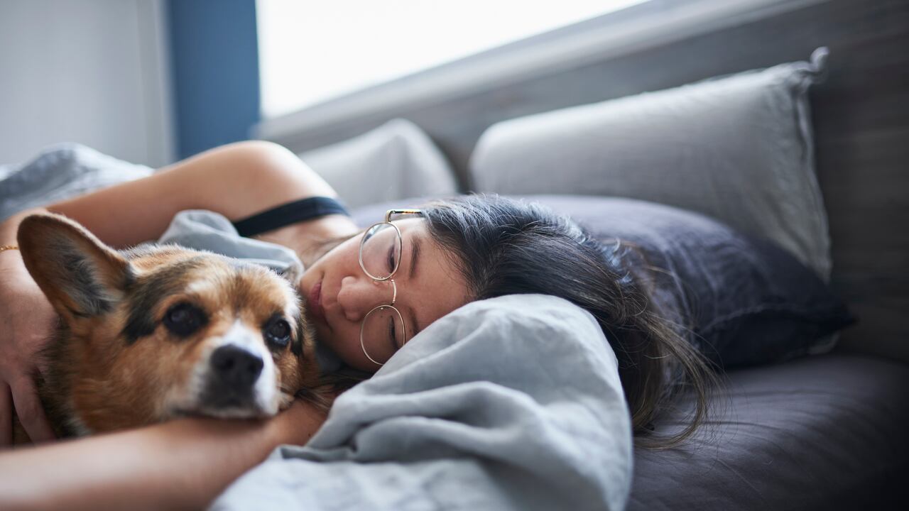 perro acostado con su dueño