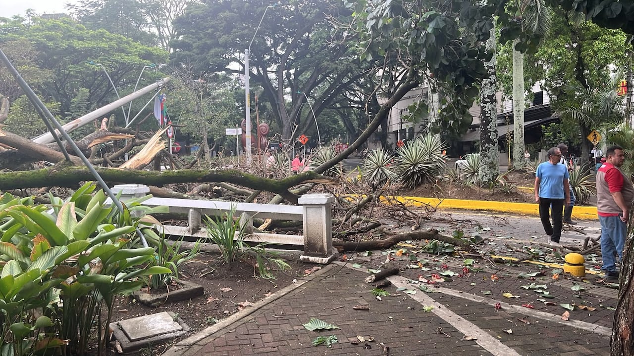 Árbol se cayó en el oeste de Cali.