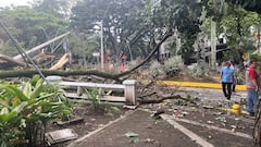 Árbol se cayó en el oeste de Cali.
