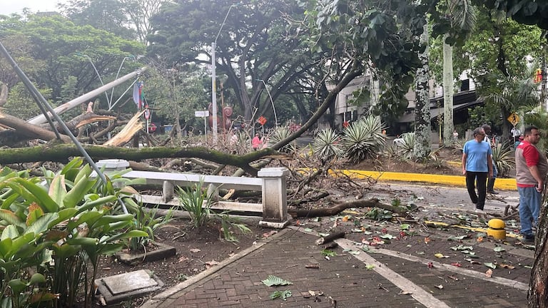 Árbol se cayó en el oeste de Cali.