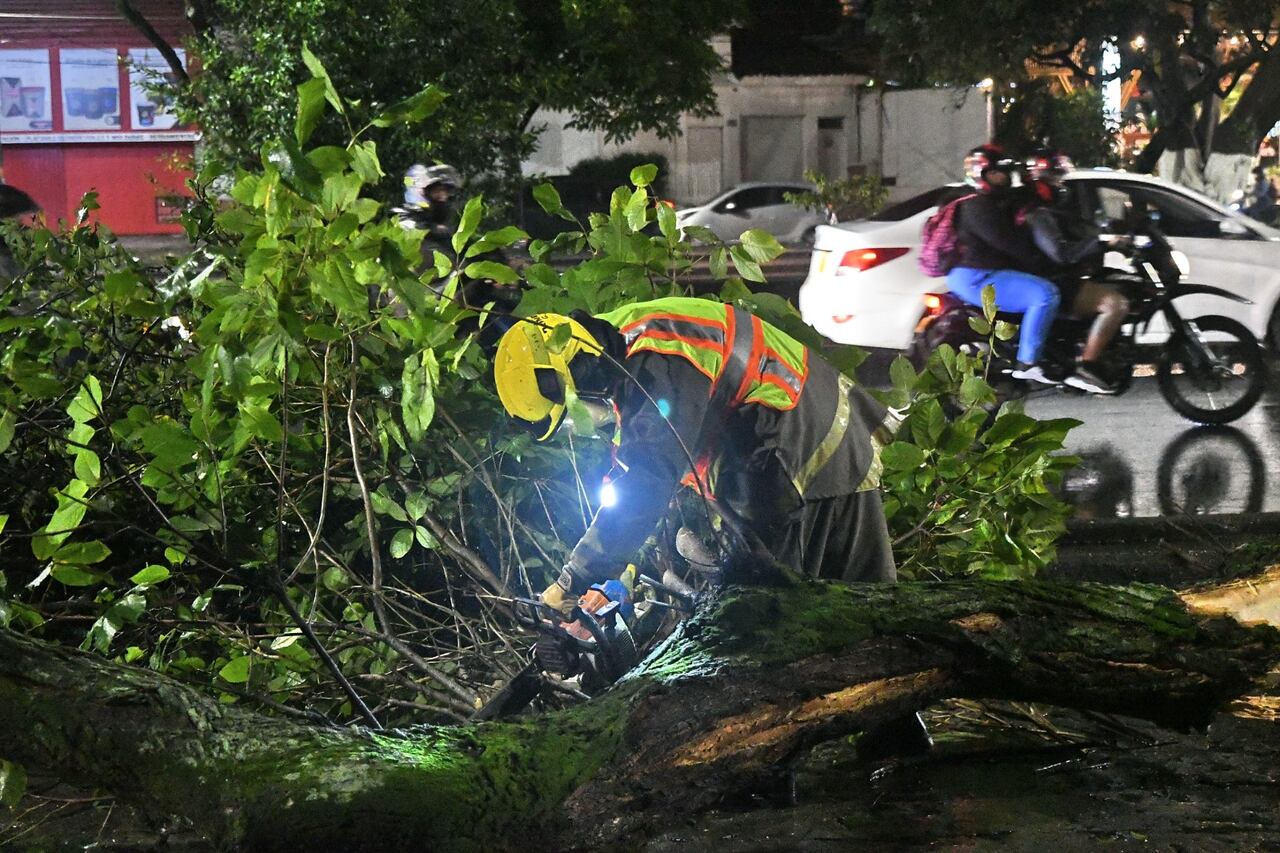 Varios árboles cayeron sobre vías y viviendas de la ciudad.