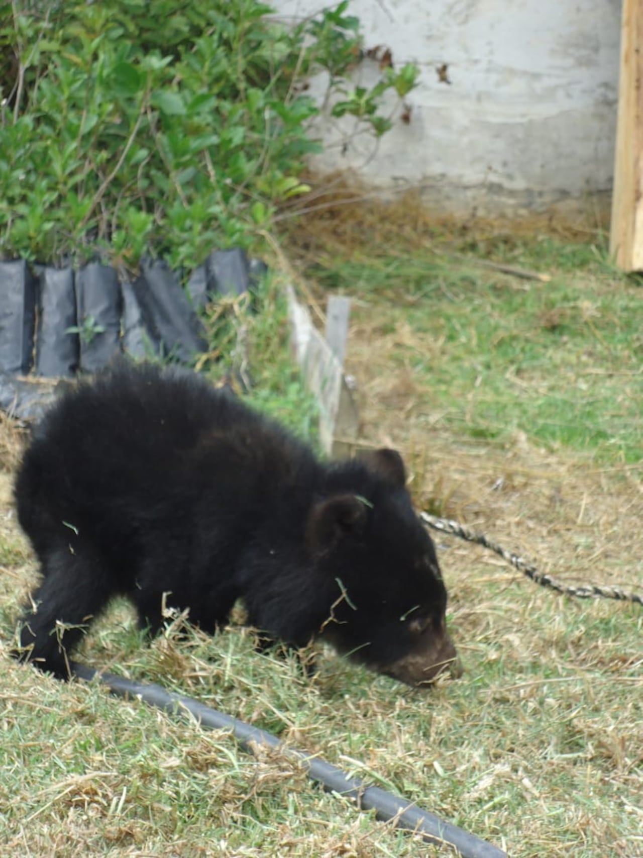 El retorno del oso Tamá a su hogar es un símbolo de resistencia, perseverancia y reconciliación con la naturaleza. Su liberación da esperanza a su especie que hoy está clasificada como Vulnerable (VU) por la UICN. o
