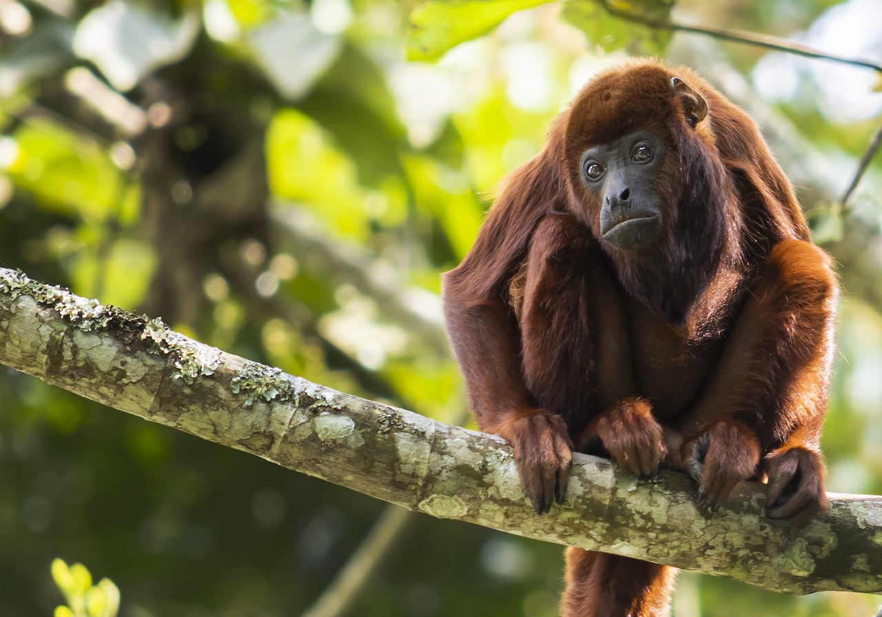 El Mono aullador observado en la Reserva Forestal Nacional Bosque de Yotoco a cargo de la UNAL Sede Palmira.