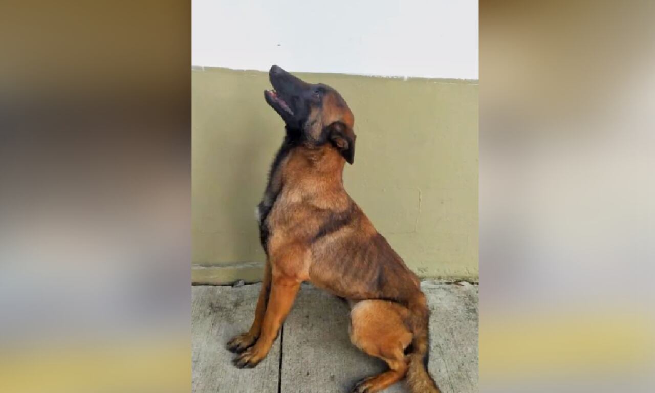 Wilson es un perro de raza pastor belga.