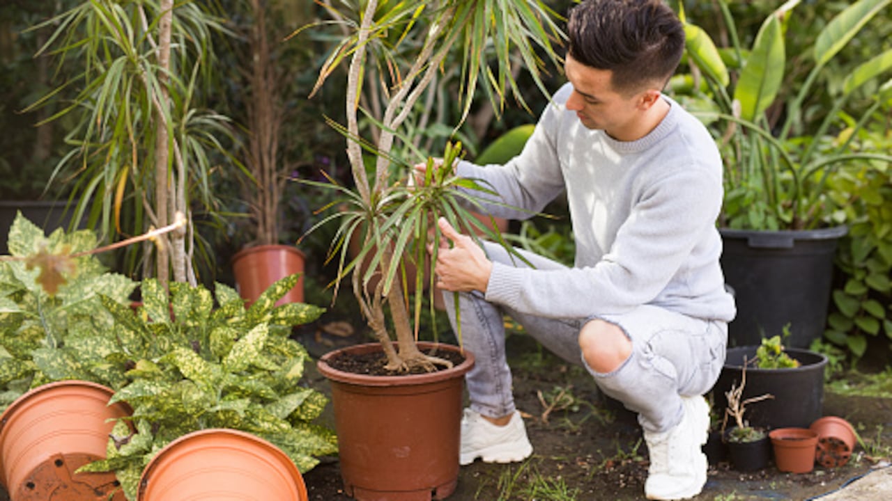Esta curiosa planta requiere de unos cuidados especiales para mantenerse saludable.