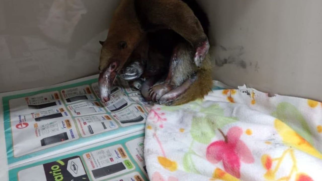 El mamífero, con graves quemaduras en su trompa, patas y cola, es trasladado de urgencia en ambulancia a la ciudad de Popayán, donde fue atendido con la misma prioridad que un ser humano.