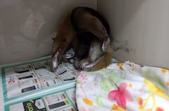 El mamífero, con graves quemaduras en su trompa, patas y cola, es trasladado de urgencia en ambulancia a la ciudad de Popayán, donde fue atendido con la misma prioridad que un ser humano.