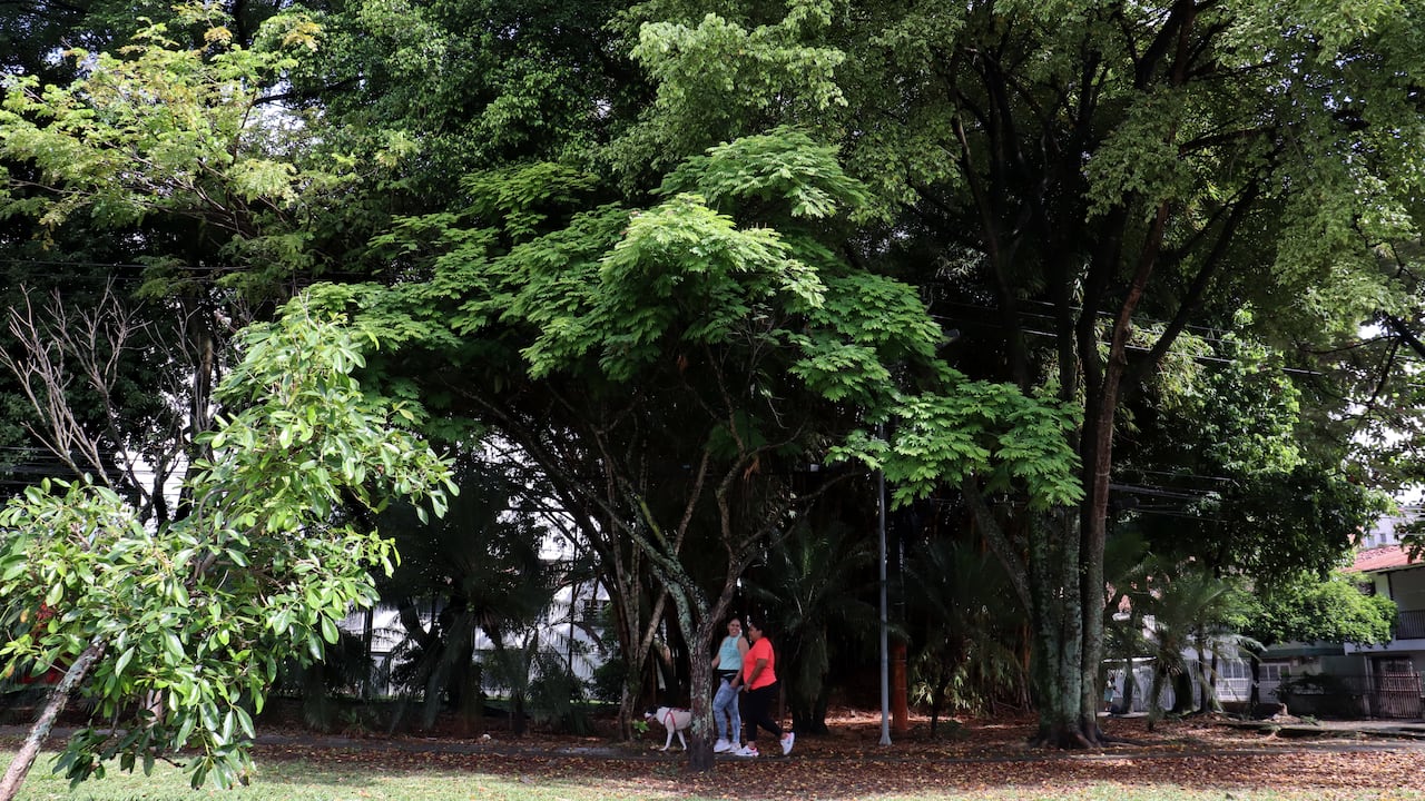 Cali tiene una de las redes de bosques urbanos mas extensa de américa latina.