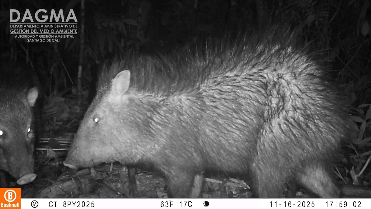 Especies captadas a través de cámaras trampa en Cali.