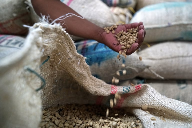 El día Nacional del café se celebra este jueves 27 de junio, con el aniversario de la creación de la Federación Nacional de Cafeteros, entidad que nació el 27 de junio de 1927