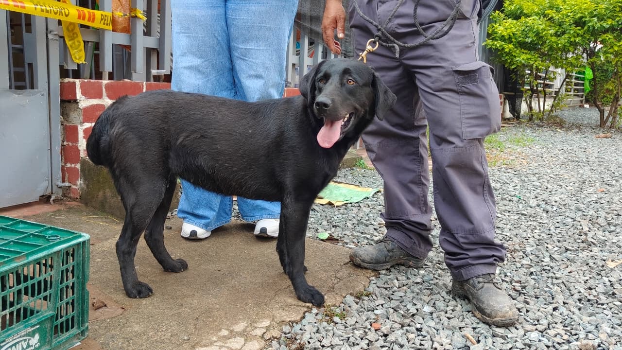 Kira tiene 3 años y fue entrenada para encontrar personas sin vida bajo los escombros.