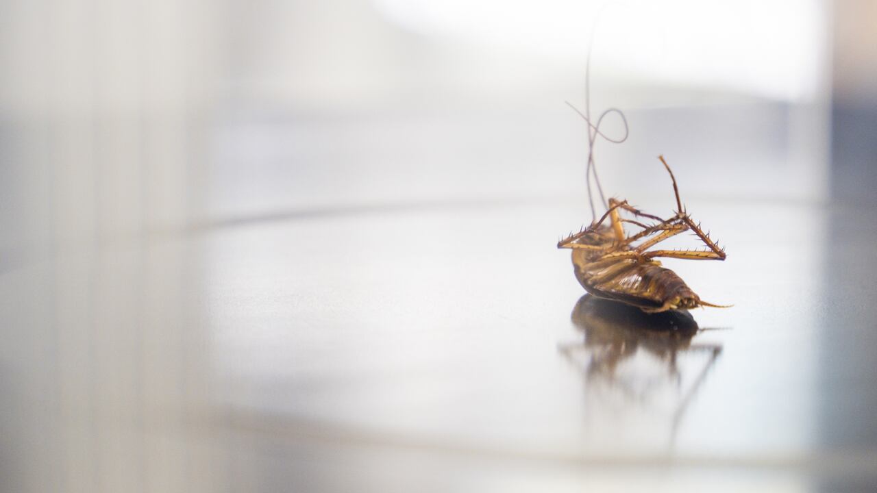 Lying dead cockroach on a shiny table