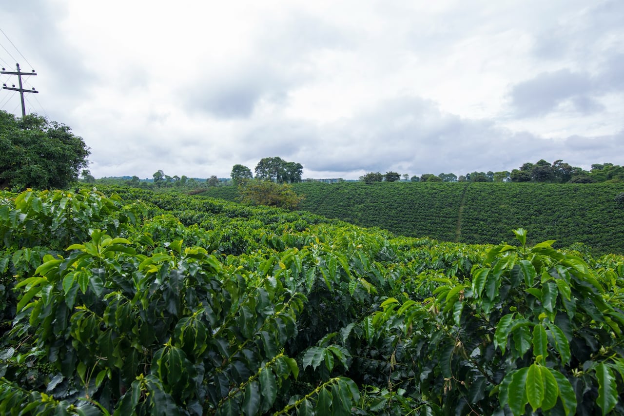 39 Coffee, la marca del Valle que estará en el Giro de Rigo.
