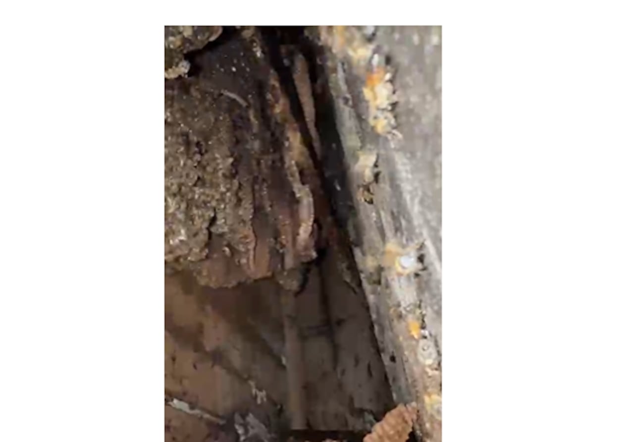 Abejas atacan a tres personas en el Coliseo del Pueblo.