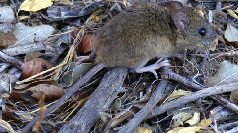 Ratón colilargo