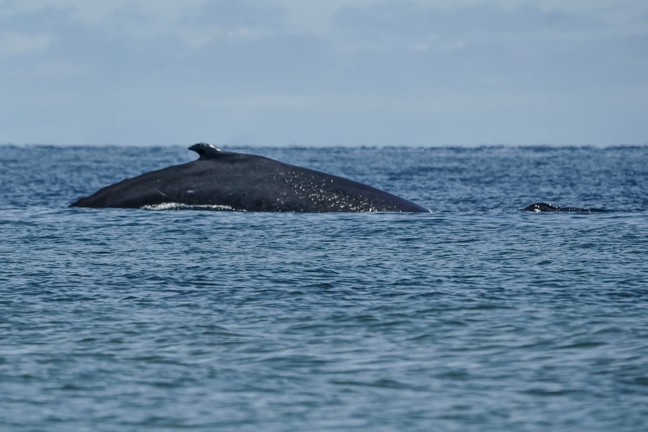 La diversidad de flora y fauna nativa (terrestre y marina) que se conserva en la isla Gorgona, la hace un magnífico destino turístico. Recibe el nombre de Gorgona, por la cantidad de serpientes que habitan allí, pues hace alusión a la gorgona griega Medusa. Su vegetación tipo selva es el hábitat de numerosas especies de aves, mamíferos, insectos y reptiles. Se pueden observar lagartos, tortugas, serpientes, cangrejos, micos, avistar aves y ballenas, entre muchas otras especies. 29 de septiembre de 2024. Foto Jorge Orozco / El País.