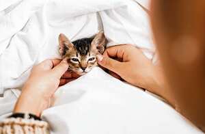 Defensores de animales aseguran que tratar a una mascota como un bebé es un amor mal interpretado. El gato o el perro tienen derecho de ser animales.