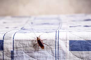 cockroach climbing on a clean bed, bug problems at home, copy spaceLas cucarachas alemanas, a menudo pasadas por alto como una simple plaga, pueden tener un efecto negativo en la salud del hogar. Su capacidad para introducir patógenos en el entorno doméstico subraya la importancia de una intervención efectiva.