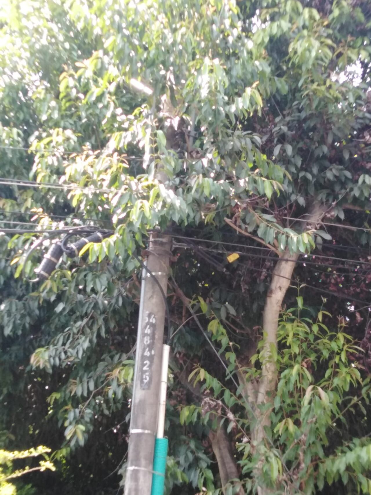 La oscuridad en la Calle 13 con 40B tenía en alerta a vecinos de El Guabal: tras la denuncia, Emcali realizó la poda