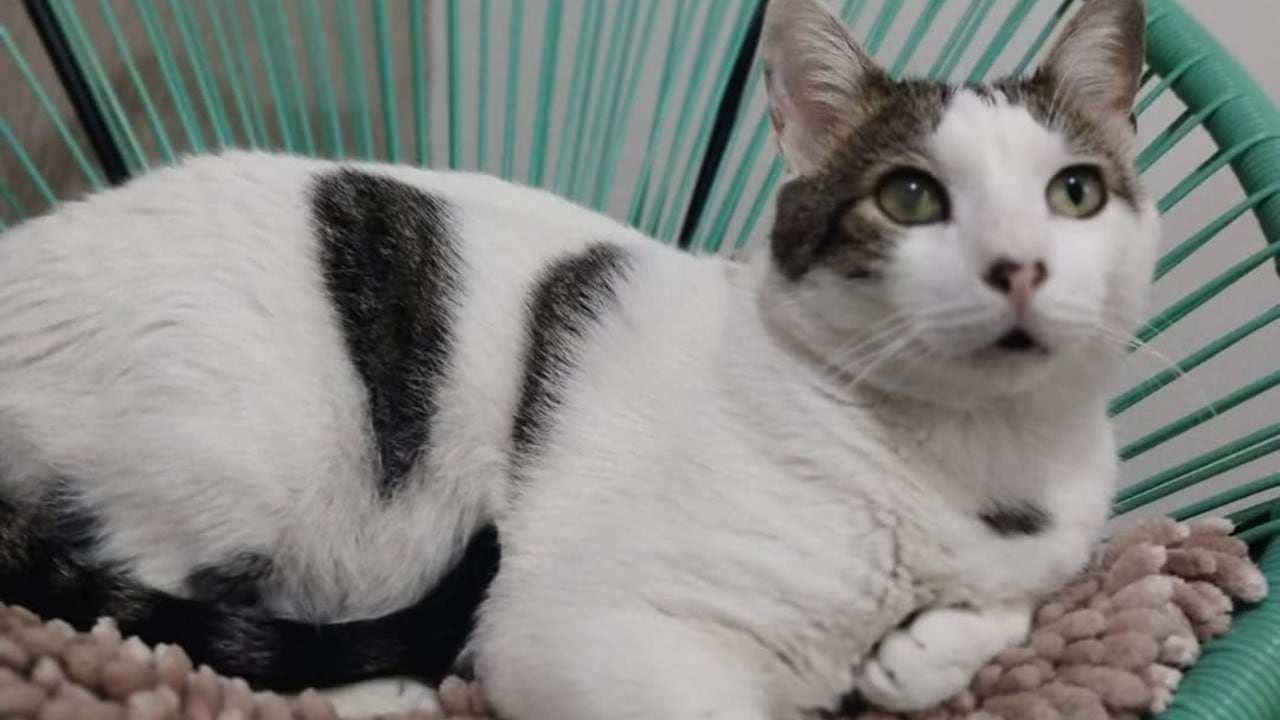 Este tipo de iniciativas promueven el bienestar animal y la adopción responsable.