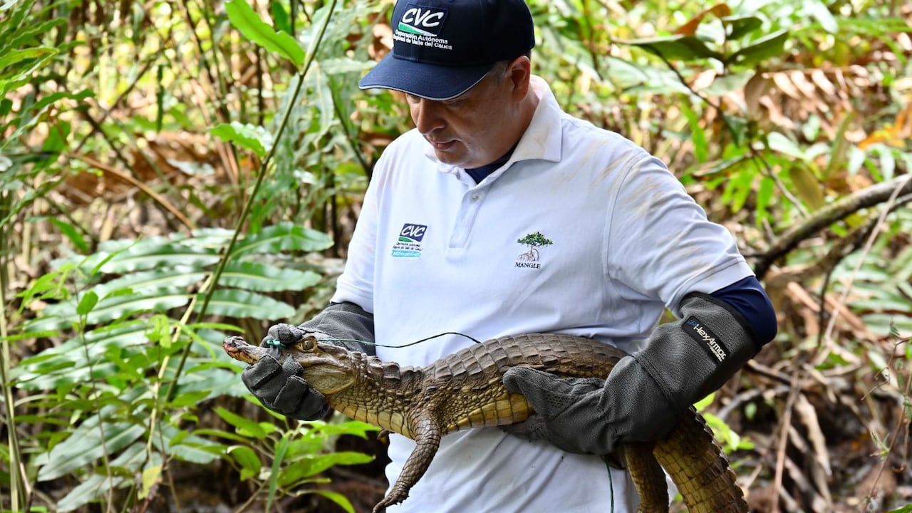 Marco Antonio Suárez, director general de la CVC.