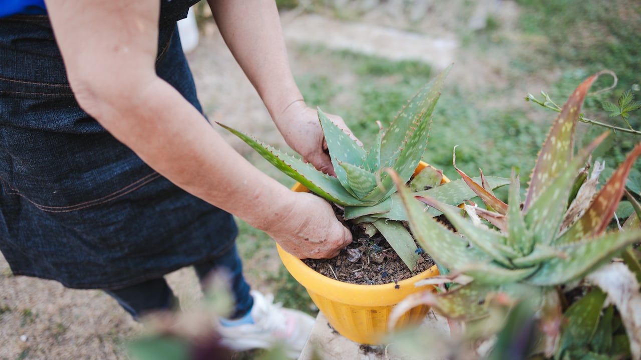 Así de fácil puede cultivar la planta de aloe vera en su jardín.