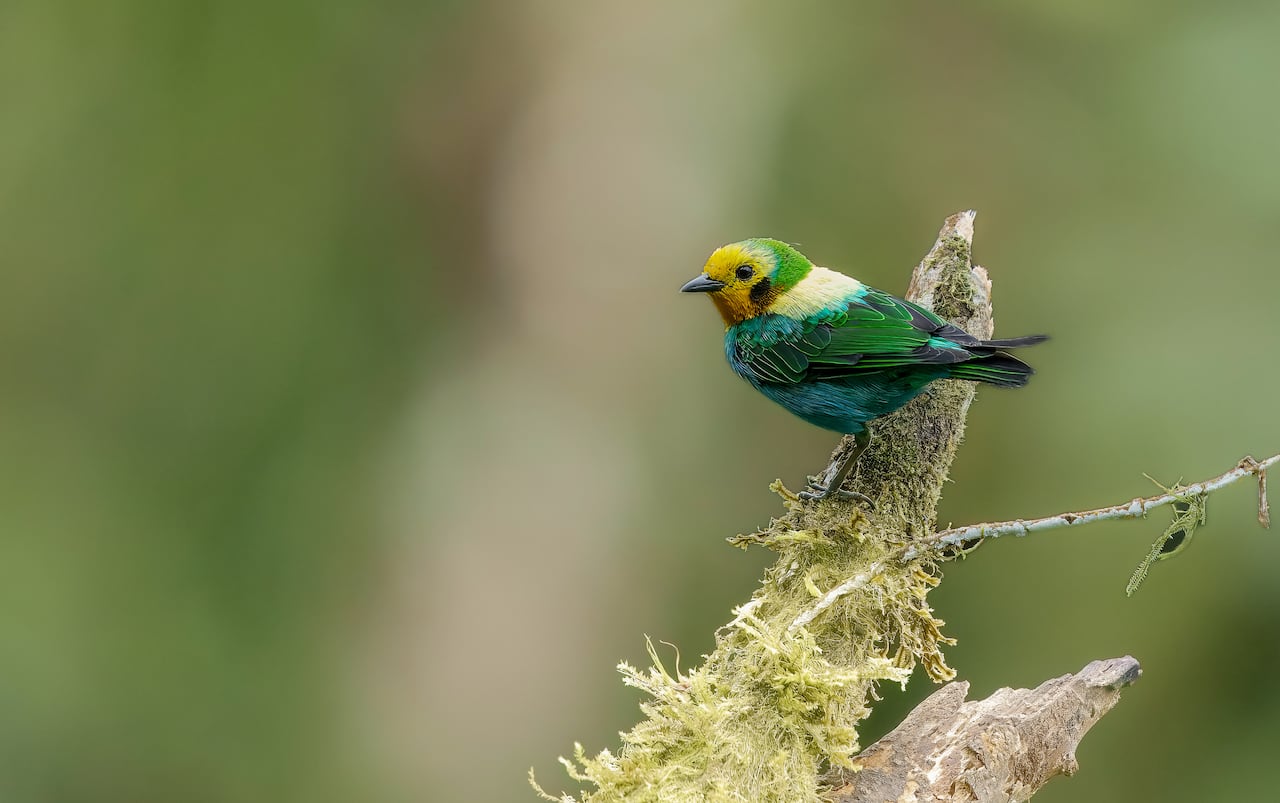 Multicolored Tanager Chlorochrysa