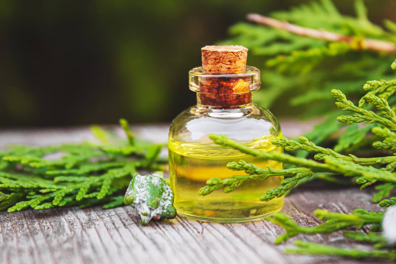 Con esta hierba medicinal se pueden preparar infusiones o aceites beneficiosos para el cuerpo humano.