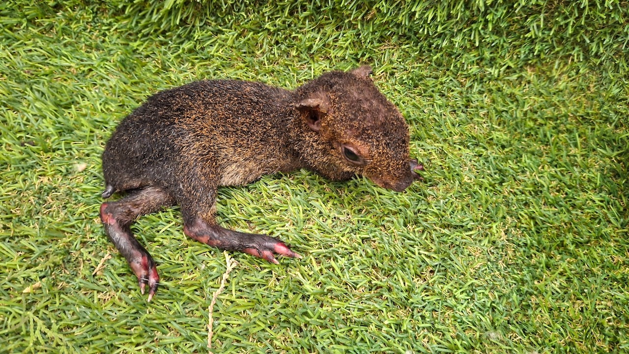El equipo de especialistas veterinarios realiza exámenes de diagnóstico y control hemodinámico a un guatín rescatado con severas quemaduras tras el incendio en el Cerro de la Bandera.