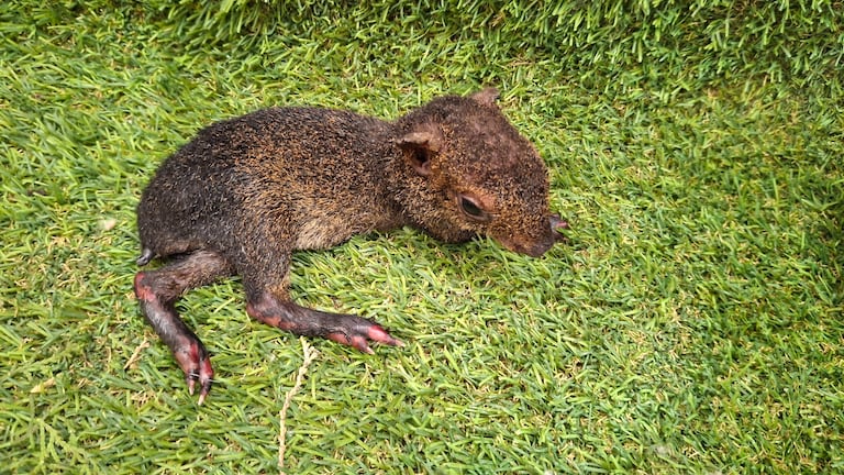 El equipo de especialistas veterinarios realiza exámenes de diagnóstico y control hemodinámico a un guatín rescatado con severas quemaduras tras el incendio en el Cerro de la Bandera.