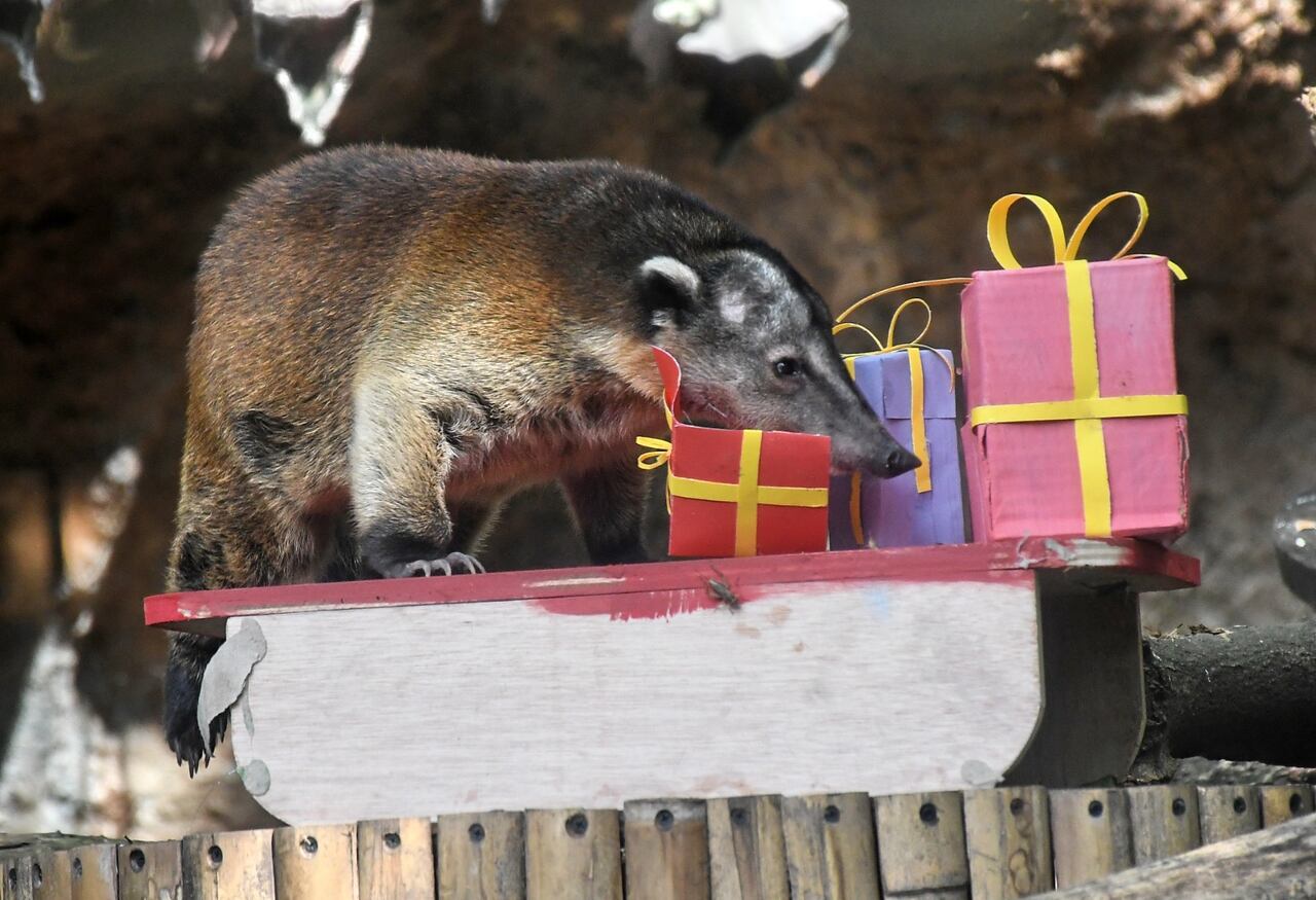 La actividad buscó reforzar el mensaje de que los animales silvestres no son mascotas y que su conservación depende de decisiones responsables.