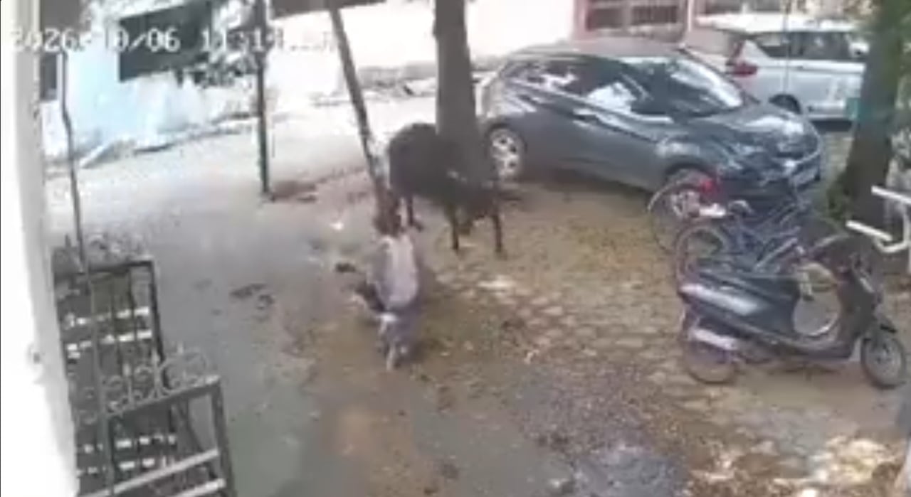 La grabación permitió identificar los momentos en que el menor cayó al suelo y el adulto intentó mantener al animal alejado.