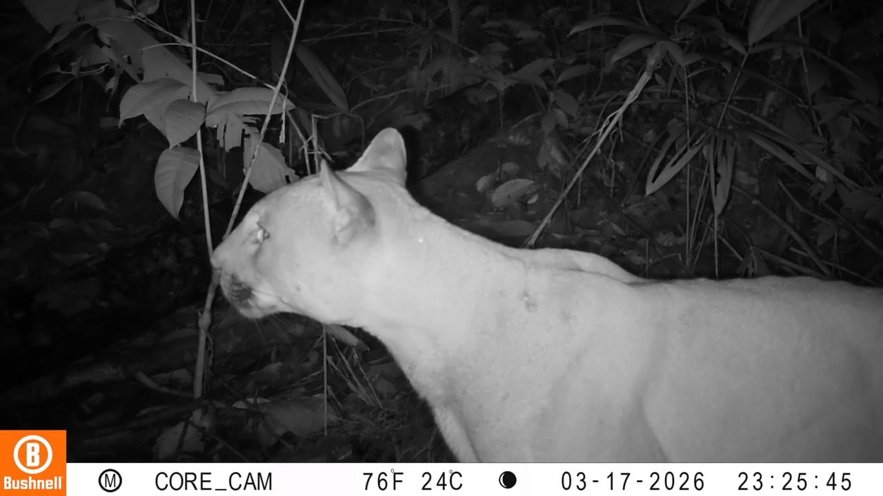 El monitoreo ambiental realizado por la Red OTUS y comunidades del Pacífico vallecaucano permitió captar imágenes de felinos en zonas de selva húmeda y manglar.
