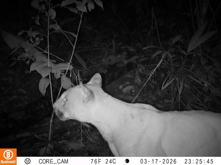 El monitoreo ambiental realizado por la Red OTUS y comunidades del Pacífico vallecaucano permitió captar imágenes de felinos en zonas de selva húmeda y manglar.