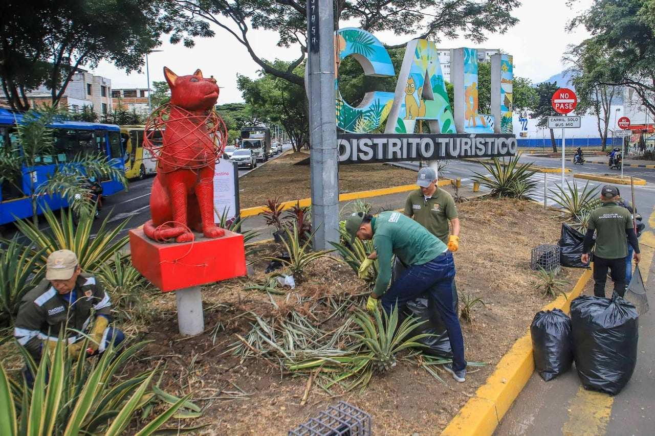 Más de dos mil plantas ornamentales fueron sembradas por el Dagma en separadores, parques y zonas verdes, como parte del plan de embellecimiento previo a la posesión presidencial.