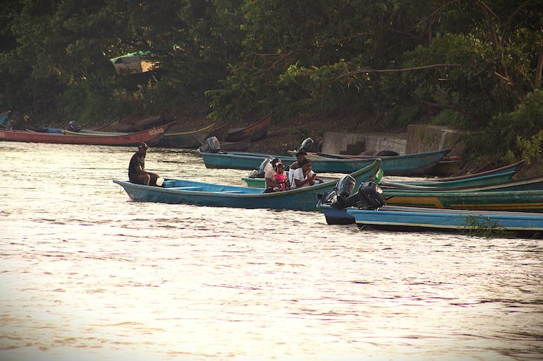 El 80 % del fruto cosechado es transportado por el río Mira, hasta las cabeceras municipales y luego llevado a las plantas extractoras.