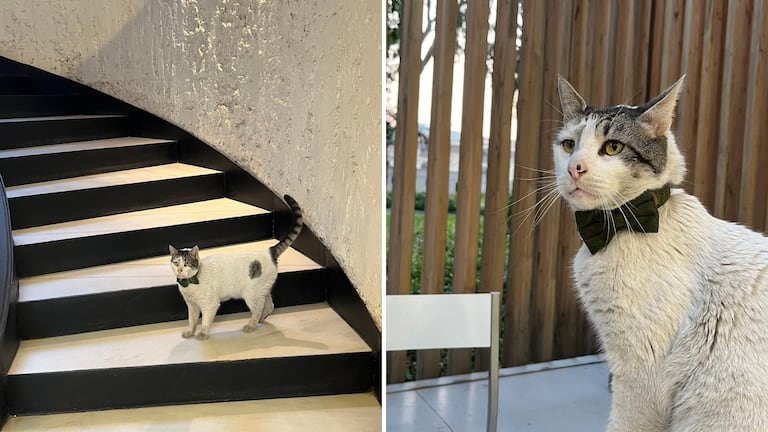 Él es Branquinho, el gato "embajador" que causa sensación en redes.